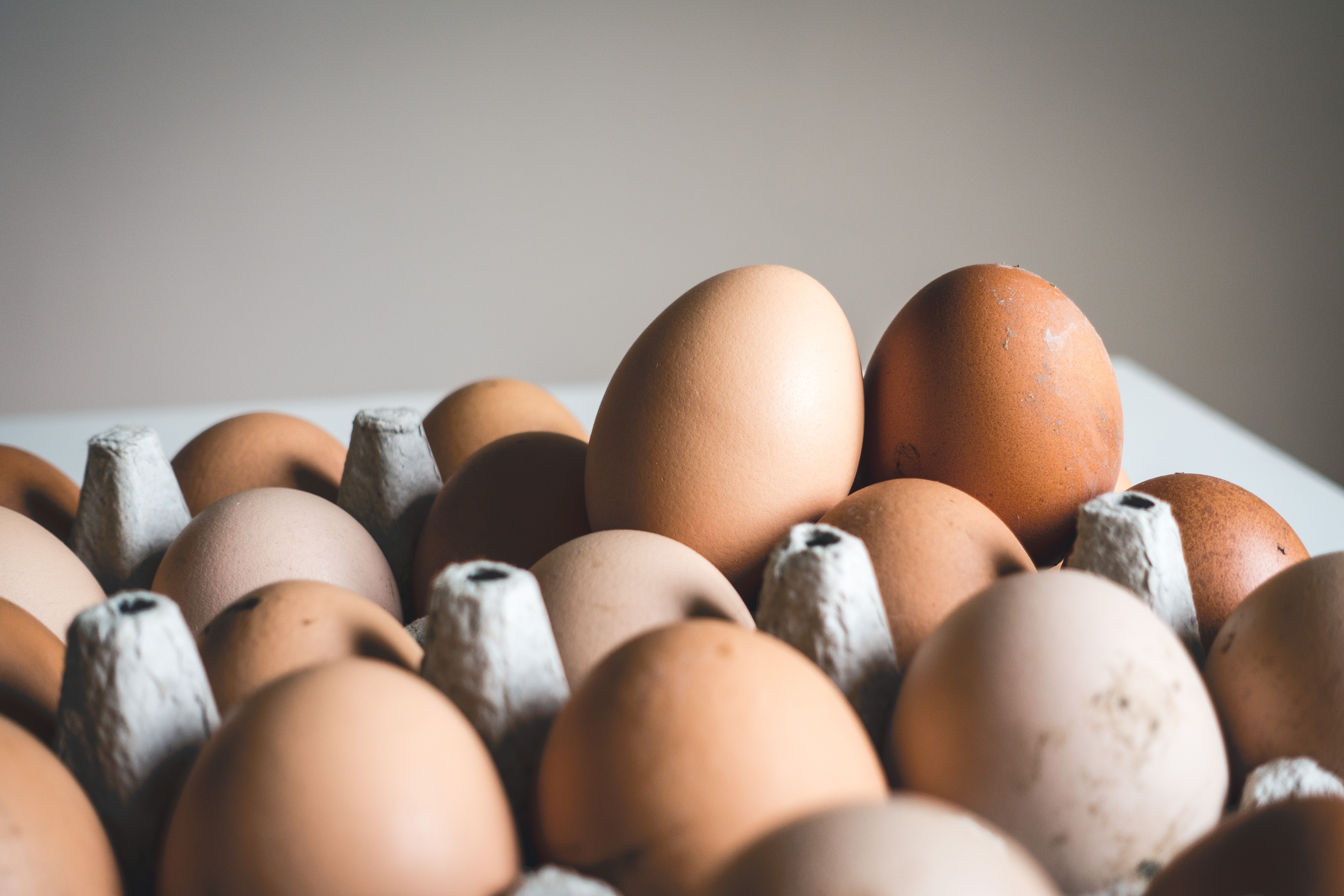 Bendigo Foodshare eggs donation from Specialist Breeders Australia